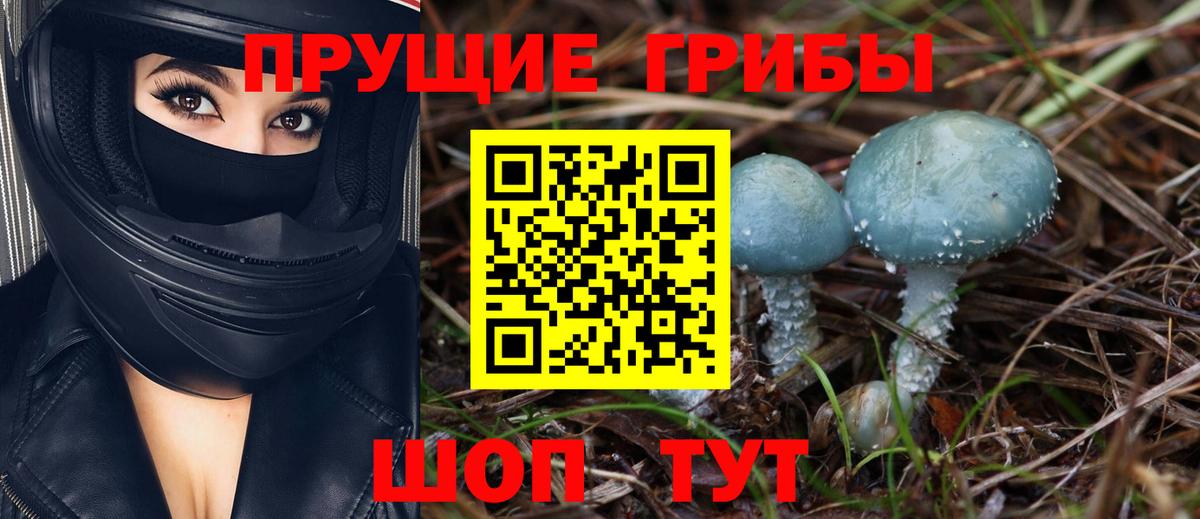 Псилоцибиновые грибы Psilocybe Кызыл